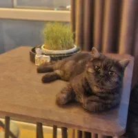 گربه بریتیش اصیل ماده با شناسنامه