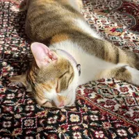گربه گمشده، مژدگانی داره|حیوانات|بروجرد, |دیوار
