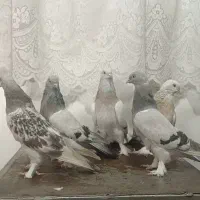 کبوتر ترکیه خالص