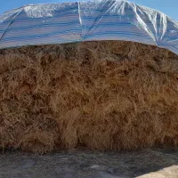 فروش یونجه در تسوج