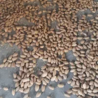 فروش محصولات باغی|خوردنی و آشامیدنی|تهران, ارم|دیوار