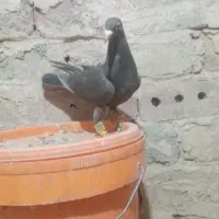 گرفتنی|پرنده|نیشابور, سرآب کوشک|دیوار