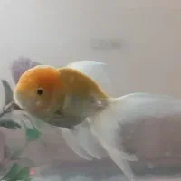 سه عدد ماهی گلدفیش ۶۰۰ هزار تومان