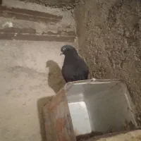 کبوتر پرشی وپلاکی|حیوانات|اشتهارد, |دیوار