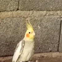 عروس هلندی جفت کفتر|پرنده|تهران, کن|دیوار