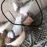 کفتر