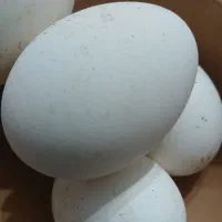 تخم تازه نطفه دار