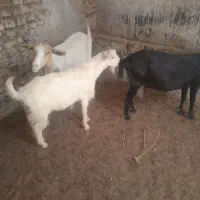 بزغاله سانن کل لنگ مخصوص تخم