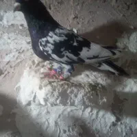 کبوتر۲عدد پرشی فروشی