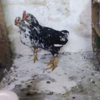 مرغ و خروس گلین|حیوانات مزرعه|قم, شهرک مهدیه (مدرس)|دیوار