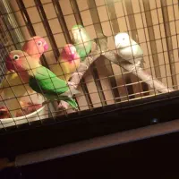 طوطی برزیلی