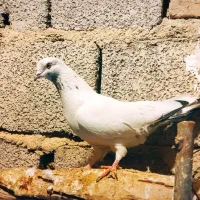 کفتر|پرنده|قره کهریز, |دیوار