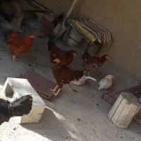 مرغ خروس|حیوانات مزرعه|بجنورد, |دیوار