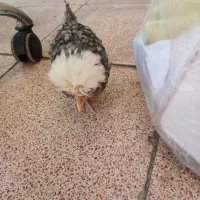 یک عدد مرغ لهستانی سرحال