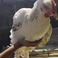 ۳ عدد برهما ۹ ماهه