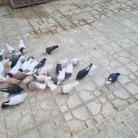 کفتر  دم سفید طوقی کله سفید