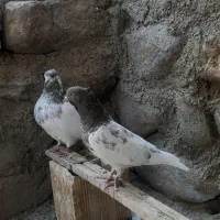 جفت کفتر کله سرخ کلاهی|پرنده|بافت, |دیوار