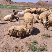 شیر مو چاق با بز چاق گوسفند چاق