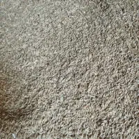 جو محلی درجه یک