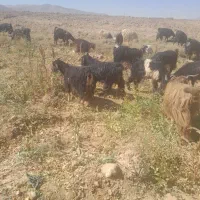 ۸۰راس بز یک دست جوان فروشی