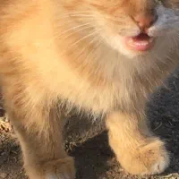 گوربه بیتربیت