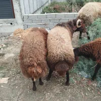 بره نر تخمی و کشتاری|حیوانات مزرعه|آق قلا, |دیوار