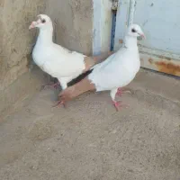 معاوضه با قناری