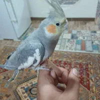 عروس هلندی نر.|پرنده|سنقر, |دیوار