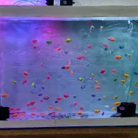 آکواریوم با ماهی و پایه و لوازم همه با هم