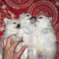 سگ پاکوتاه پدر مادر شناسنامه دار|سگ|بندرعباس, |دیوار