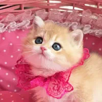 ۲ تا ماده بریتیش گلد خرسی وارداتی