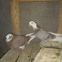 کبوتر هما|پرنده|آران و بیدگل, |دیوار