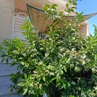 واحد-سویت-آپارتمان-دو-خواب