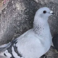 سبز کلاغ آس|پرنده|یزدان شهر, |دیوار