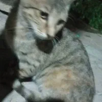 گربه|گربه|یاسوج, |دیوار