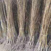 فروش استثنایی نهال صنوبر نیگرای ترکیه