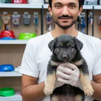 ژرمن شپرد دو رنگ مشکی بلوطی|سگ|تهران, شهرک چیتگر|دیوار