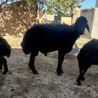 قوچ چهار ساله|حیوانات مزرعه|نظر کهریزی, |دیوار