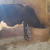 گاو و گوساله