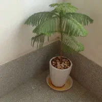 گل طبیعی کاج دیفن باخیا  فیکوس  و پتوس بزرگ