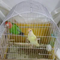 طوطی|پرنده|آبیک, |دیوار