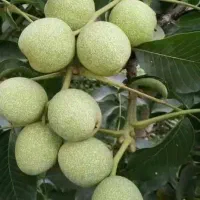 گردو فرانسوی تخم مرغی صد در صد پوست کاغذی