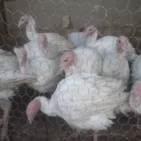 بوقلمون گوشتی