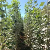 قلمه|گل و گیاه طبیعی|میاندوآب, |دیوار