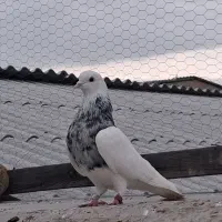 کبوتر کفتر ۳تا نر