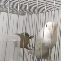 کوتوله در مامونیه|پرنده|زرندیه, |دیوار