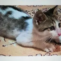گربه|گربه|نجف‌آباد, نجف‌آباد|دیوار