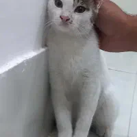 برفی خانوم خوشگل