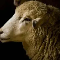 گوسفند زنده خونی جهت تمامی مراسمات شما با قصاب