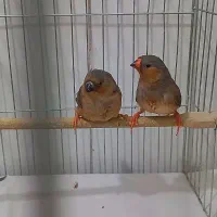 فنچ زبرا فول اورنج خالص هاف اورنج ماده تک موجوده